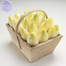 Belgium Endive Chicory Seeds 20 Seeds Witloof Gourmet Salad Vegetables Bd074H Ga - $9.97