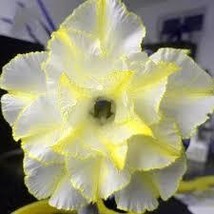 ‘Chizi&#39; Adenium Whitish Transparant with Yellow Stripes Desert, 2 Seeds/pack - £7.23 GBP