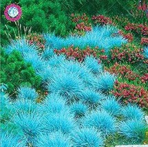 500 Pcs Blue Grass Seeds Perennial Fresh Seeds - £10.46 GBP