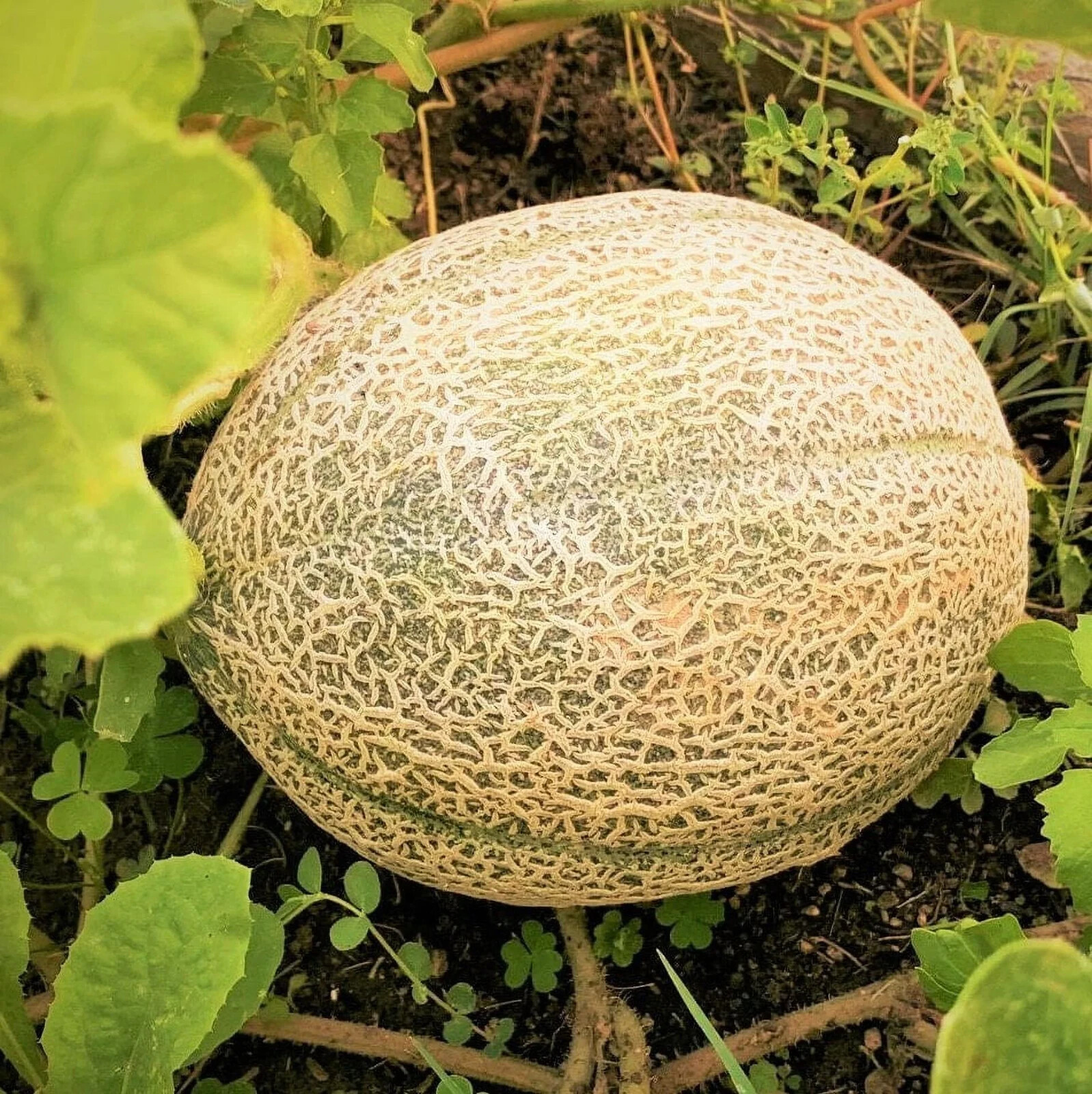 50+ Hales Best Jumbo Cantaloupe Seeds NON-GMO Cantaloupe Seeds-Free Ship... - $2.19