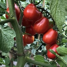 Fresh 30+ Napoli Tomato SEEDS-HEIRLOOM-ORGANIC-NON Gmo Us Seller - $4.96