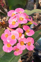 Crown of Thorns 1 7+&quot; live Plant Euphorbia Milli Live Plant in 3 inch - $9.90