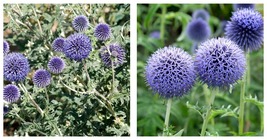 NEW! ECHINOPS RITRO - GLOBE THISTLE- STARTER PLANT - APPROX 4-6 INCH - £27.40 GBP