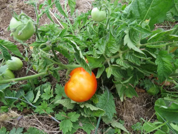 Tomato Seeds Patio F1 Hybrid 50 Tomato Seeds - £15.58 GBP