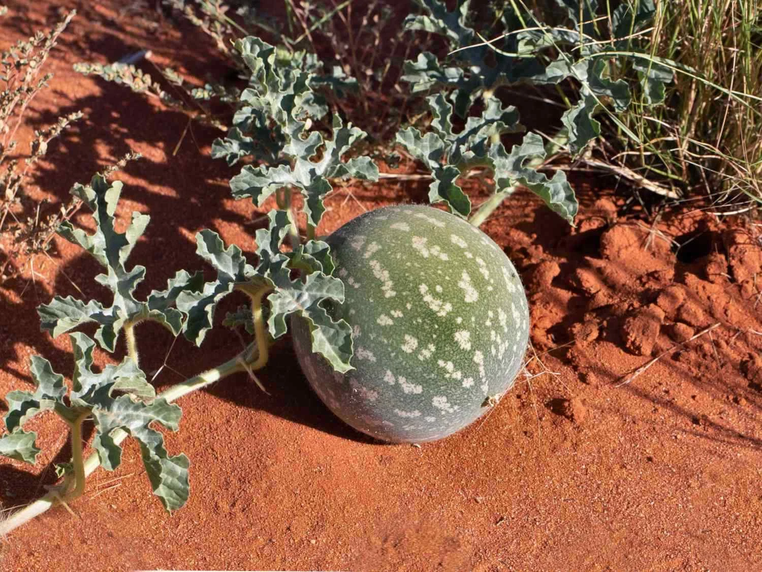Citrullus colocynthis BITTER MELON Seeds! - $16.42