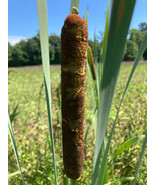 6 Cattail Plants - Live Plants - FREE SHIPPING - £21.81 GBP