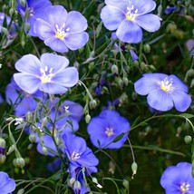 50 Seeds Linum Blue Flax NON-GMO | Fresh Garden Seeds - £8.99 GBP