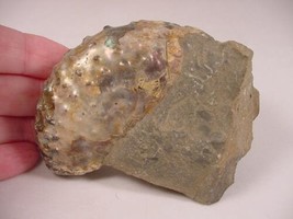 (F-432) Ammonite fossil ammonites extinct marine molluscs shell MATRIX s... - $32.71