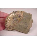 (F-432) Ammonite fossil ammonites extinct marine molluscs shell MATRIX s... - £25.58 GBP
