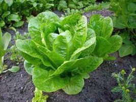 Lettuce Seed, Butterhead Buttercrunch, Heirloom, Organic, Non Gmo, 500 Seeds, - $8.99