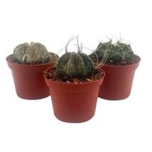 Rare Gymnocalycium, Moon Cactus Assortment, set of 3  in 3 inch pots - £21.89 GBP