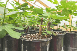 12x Young Cuttings Live Chicago Hardy Fig Tree Cutting - £53.74 GBP