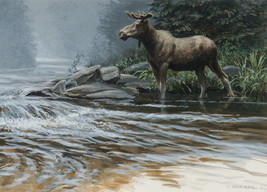 Framed canvas art print Giclée bull moose at the creek wildlife western - £31.14 GBP+