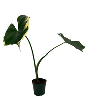 NEW ! Mickeey Mouse Upright Elephant Ear - Alocasia Xanthosoma - 4&quot; Pot - £51.10 GBP