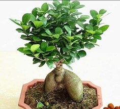 20 Pcs Banyan Tree Seed Ficus Ginseng From Garden - £6.38 GBP