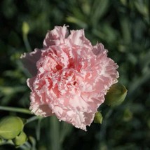 New Fresh Seeds Carnation Seed Dianthus Caryophyllus Chabaud La France Flower Se - $11.06