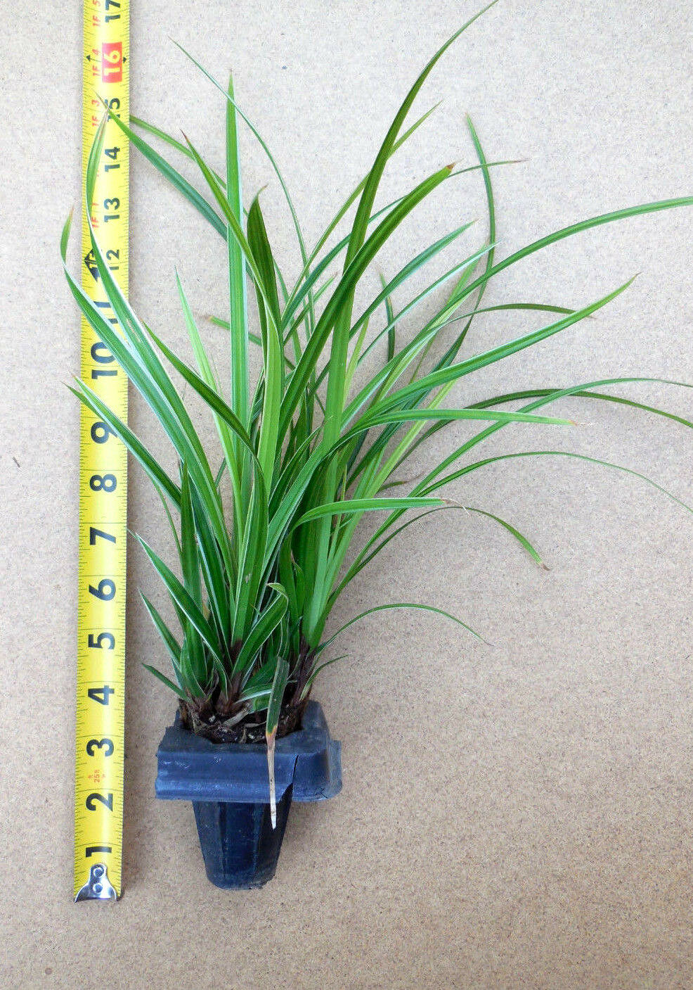 Rooted Clumps - Ice Dance Carex- Carex morrowii- Evergreen Deer & Shade Tolerant - $14.84 - $24.74