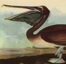 Brown Pelican Bird 1946 Color Art Print John James Audubon Nature DWV2C - £31.69 GBP