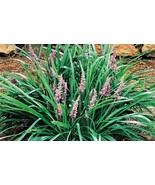 30 Wholesale Live Perennial Liriope spicata Bulk Plants Flowers Grasses ... - $149.70