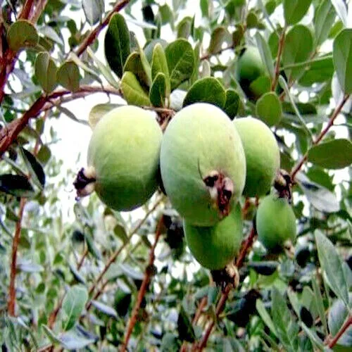 20 Pineapple Guava Tree Seeds Brazilian Fig Guava Fruit Tropical Flower Plant - £12.60 GBP