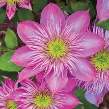 25 Blushing Bridesmaid Clematis Climbing Perennial Plumeria Seed - $7.46