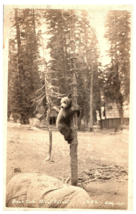 RPPC Postcard Bear Cub Climbing Tree Giant Forest California CA 1924 - £7.80 GBP