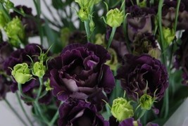 20 Black Pearl Lisianthus Semences Florales/ Eustoma/ Annual/ Super Coup... - $14.88