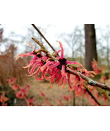 New Fresh Seeds 10 Antoine Kort Witch Hazel Seeds Hamamelis X Intermedia... - $11.80