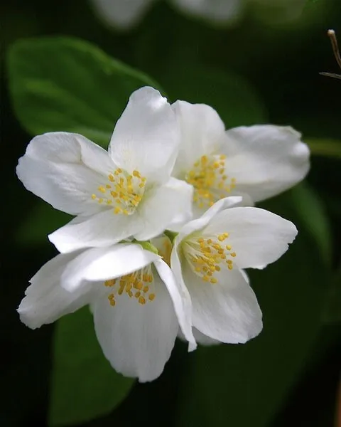 Philadelphus coronarius English Dogwood Sweet Mock Orange 200 Fresh seed - £13.76 GBP