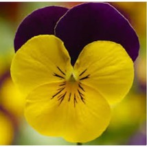 PWO New! 25 Yellow Jump Up Sorbet Viola Seeds, Violaceae High Germinatio... - $7.20