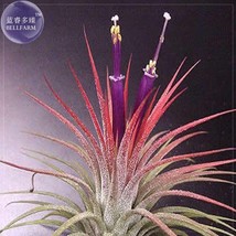 5 Seeds Tillandsia Ionantha Guatamala Beautiful - £13.07 GBP