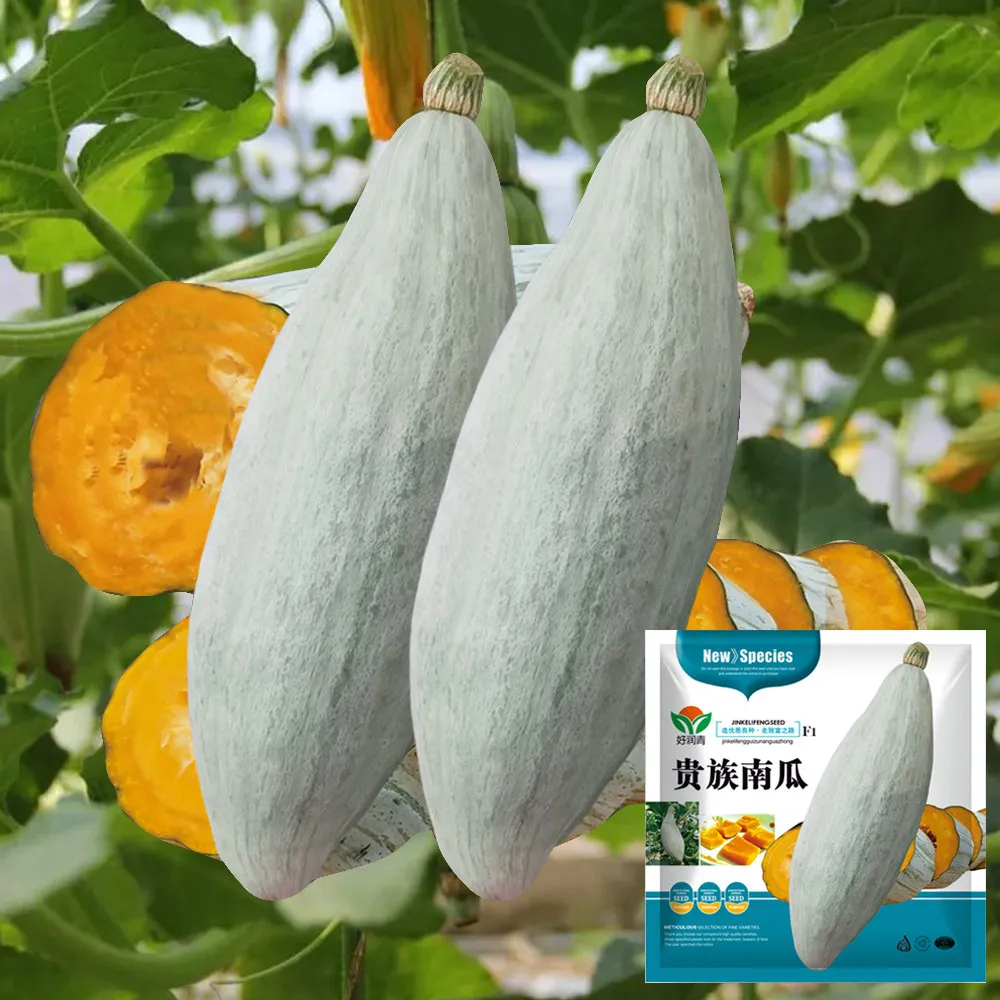 From US 20 pcs Seeds Noble Pumpkin Hybrid Seeds High Germination  - $10.99