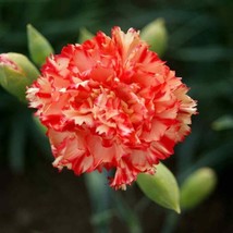 100 Chabaud Carnation Seeds Dianthus Flowers Seed Flower Perennial 1049 USA - £7.07 GBP
