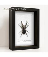 Real Bronze Stag Beetle Cyclommatus Metallifer Otanii Framed Entomology ... - $91.53 CAD