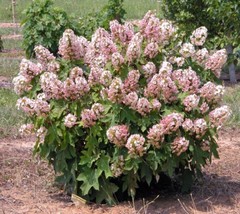 1 pcs Munchkin Dwarf Oakleaf Hydrangea Starter Plant Live Plant - £32.25 GBP