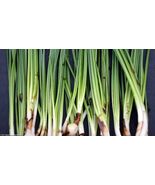 BUY 2 GET 1 FREE  Water onion 1 plant Zephyranthes Candida SUPER PRICE !... - $145.10 MXN