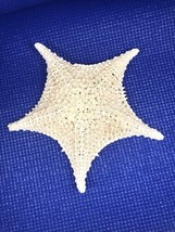 Rare Starfish Seashell VERY OLD Large 7.5” Beautiful Real Dried Old Vintage - £53.19 GBP