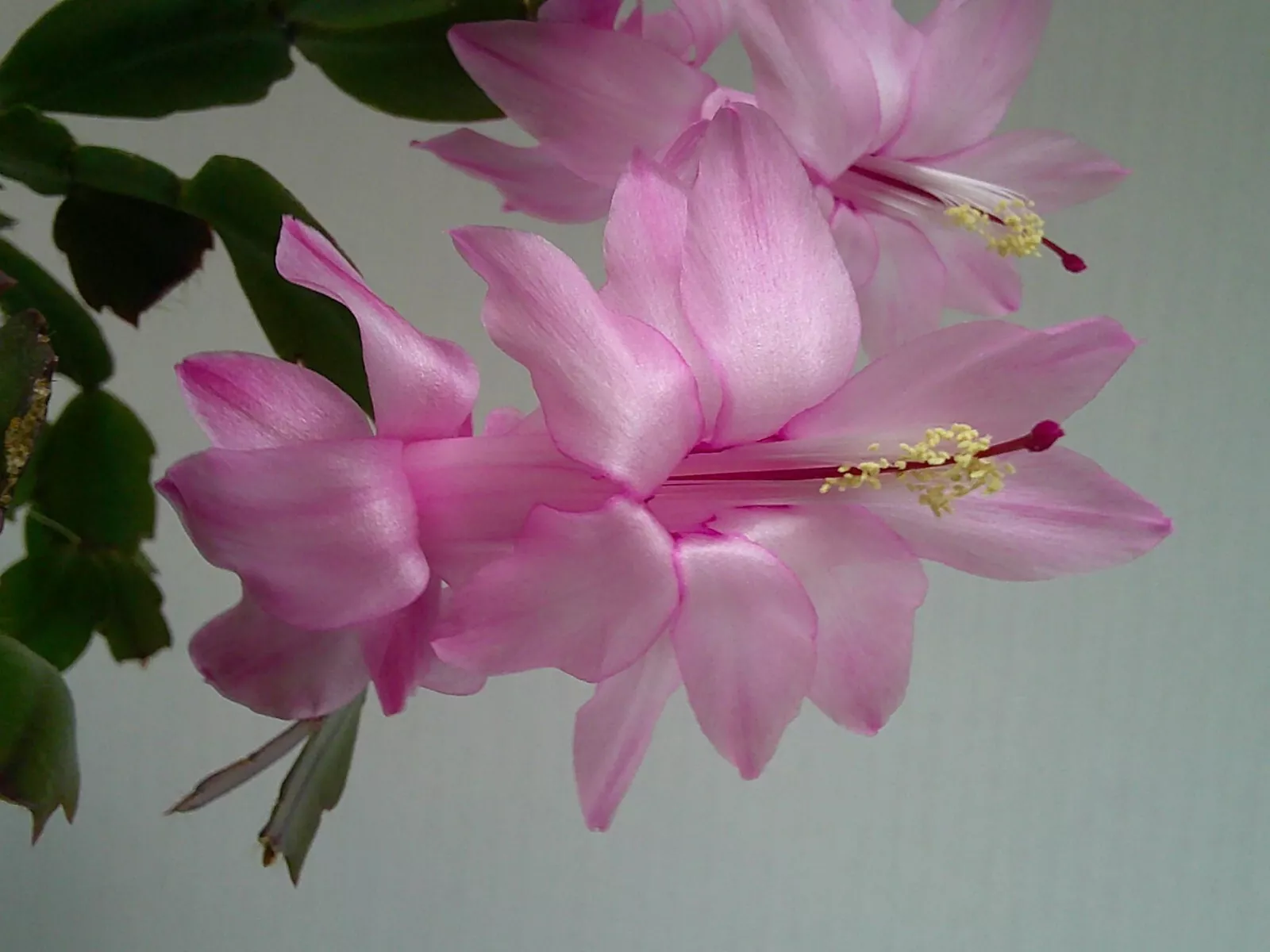 Schlumbergera White Cristen Thanksgiving- Christmas cactus - $29.99