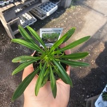 Madagascar Palm | Pachypodium lamerei | 2in pot - $203.69 MXN