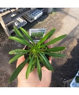 Madagascar Palm | Pachypodium lamerei | 2in pot - €9,31 EUR