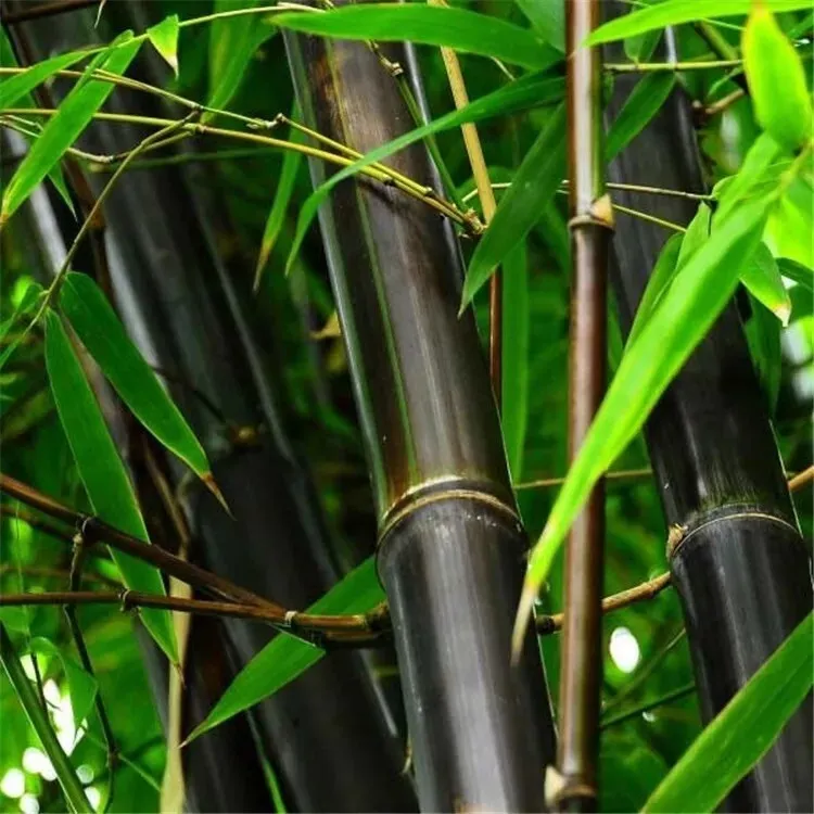 Easy Grow - 50 Black Bamboo Seeds - Phyllostachys Nigra - Beautiful Garden - $6.90