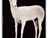 Albino Deer Taxidermy Killed By John Wolf Shelby Montana MT UNP DB Postc... - $37.57