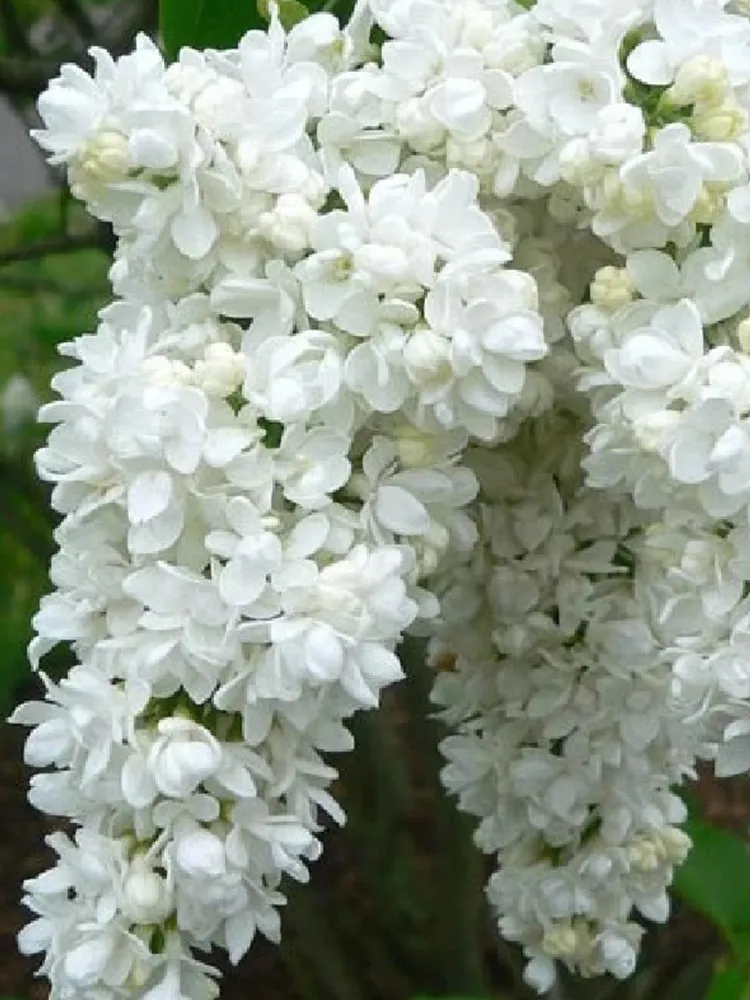 Syringa Vulgaris 100 Seeds, White Lilac Multi-stemmed Small Tree - $11.99