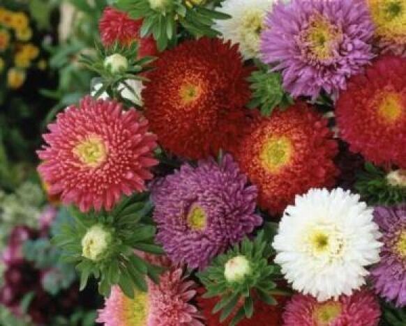 Best China Aster Powderpuff Mix Flower Seeds  50 Best Seeds - $8.42