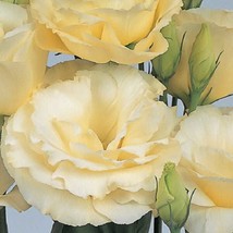 New Seeds 25 Lisianthus Seeds Borealis Yellow Pelleted Seeds Flower Seeds Cut Fl - £14.69 GBP