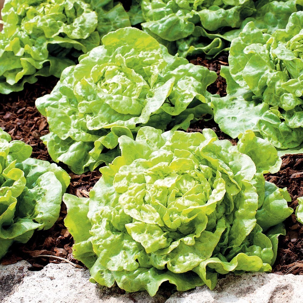 400+TOM THUMB Seeds Romain Leaf Lettuce Organic Spring Fall Garden Conta... - $1.95