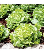 400+TOM THUMB Seeds Romain Leaf Lettuce Organic Spring Fall Garden Conta... - $1.95
