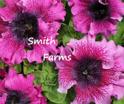 25 Seeds Ruffle Pink  Purple Petunia Flowers Garden Planting Perennial From US - £7.90 GBP