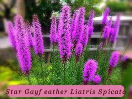 5928 star gayfeather liatris spicata pop thumb200