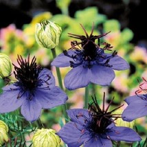 50 Of Nigella Love In The Mist Midnight Blue Flower Seeds -LONG Lasting Annual - £8.03 GBP